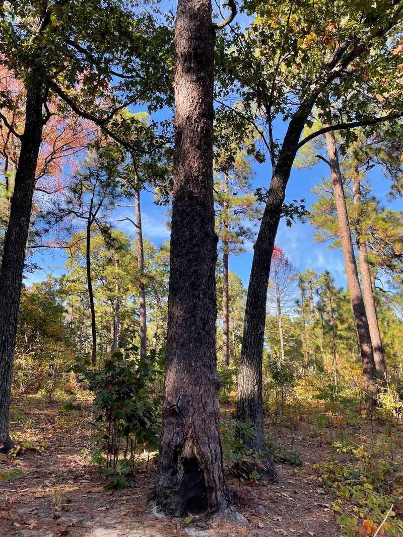 Carolina pine trees surrounding The Grove at Tega Cay residential development near Lake Wylie